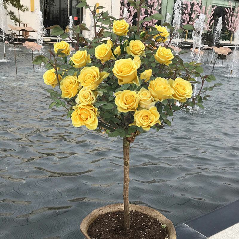 嫁接树桩棒棒糖型月季花苗高杆树状月季树特大花浓香花卉老桩