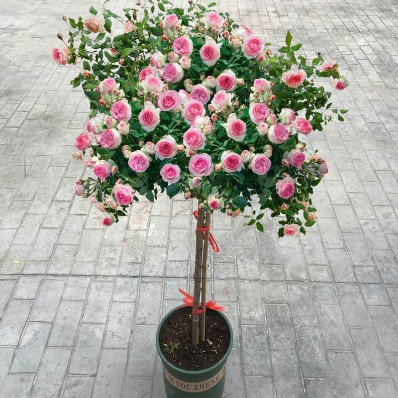 嫁接树桩棒棒糖型月季花苗高杆树状月季树特大花浓香花卉老桩