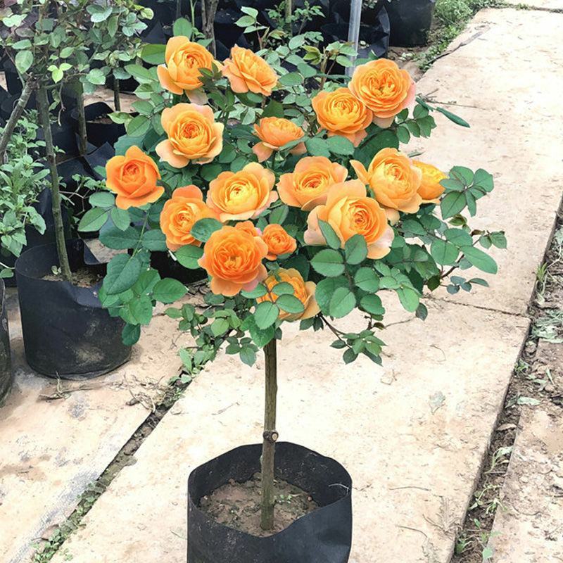 嫁接树桩棒棒糖型月季花苗高杆树状月季树特大花浓香花卉老桩