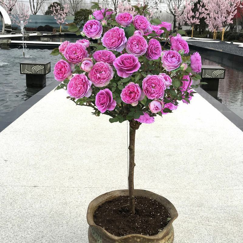 嫁接树桩棒棒糖型月季花苗高杆树状月季树特大花浓香花卉老桩