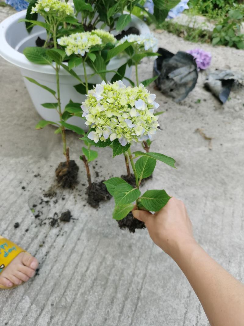 绣球花苗无尽夏绣球花苗颜色多地苗杯苗盆栽