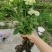 绣球花苗无尽夏绣球花苗颜色多地苗杯苗盆栽