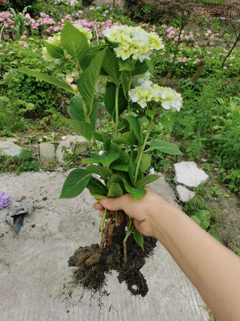 绣球花苗无尽夏绣球花苗颜色多地苗杯苗盆栽