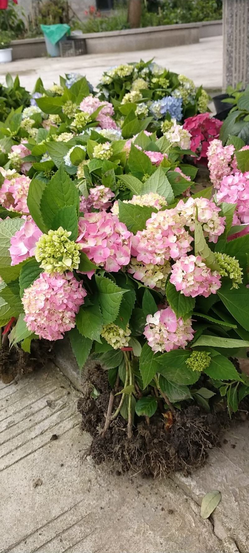 绣球花苗无尽夏绣球花苗颜色多地苗杯苗盆栽
