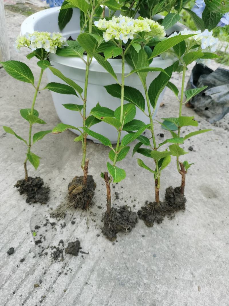 绣球花苗无尽夏绣球花苗颜色多地苗杯苗盆栽