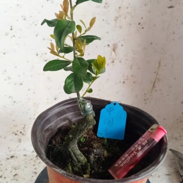 金弹子母树，金弹子嫁接苗叮当子瓶兰花