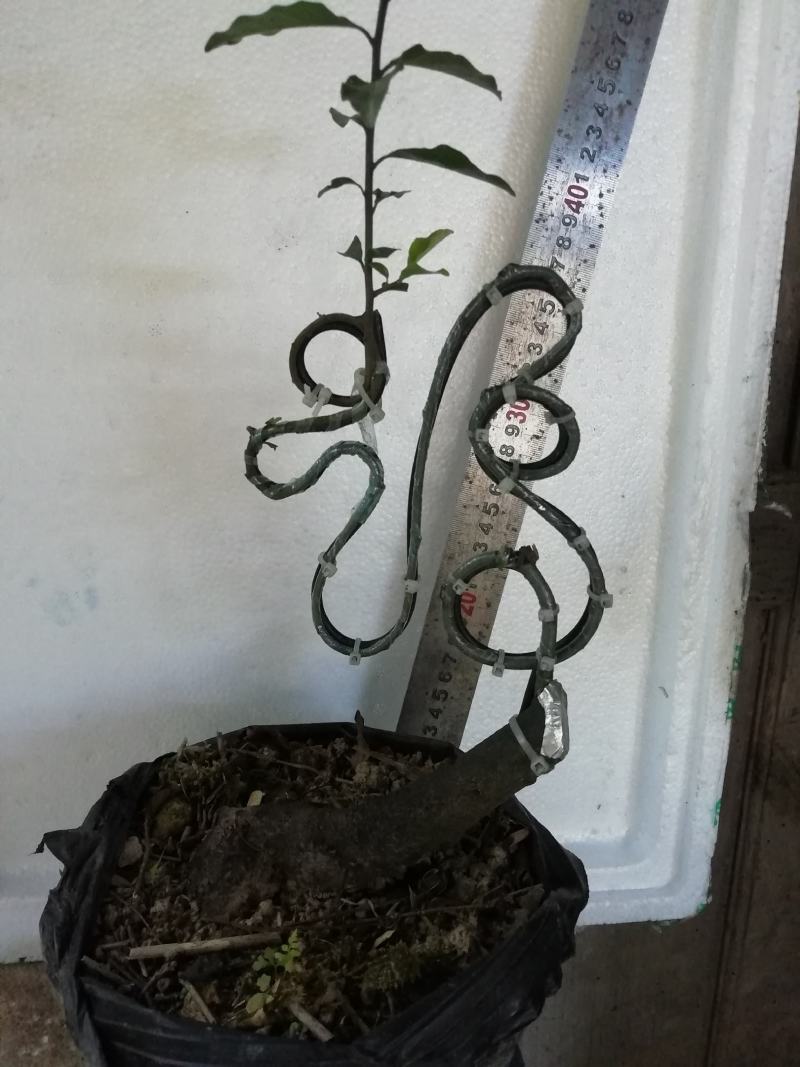金弹子盆景造型（模子），工艺字，绿化苗木造型模具架子