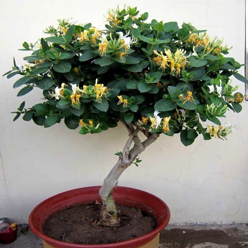 爬藤树型金银花苗药用金银花树苗四季开花常青盆栽地栽红金银