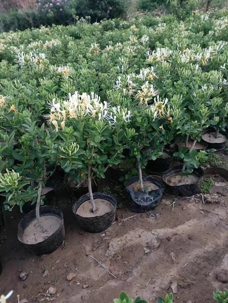 爬藤树型金银花苗药用金银花树苗四季开花常青盆栽地栽红金银
