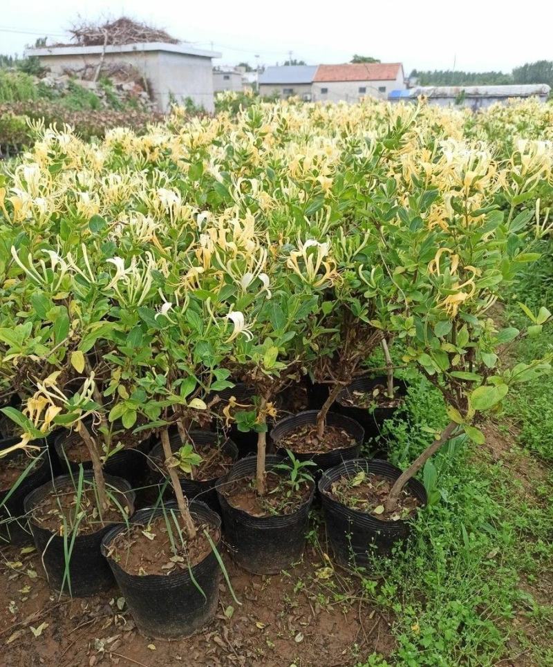 爬藤树型金银花苗药用金银花树苗四季开花常青盆栽地栽红金银