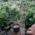 爬藤树型金银花苗药用金银花树苗四季开花常青盆栽地栽红金银
