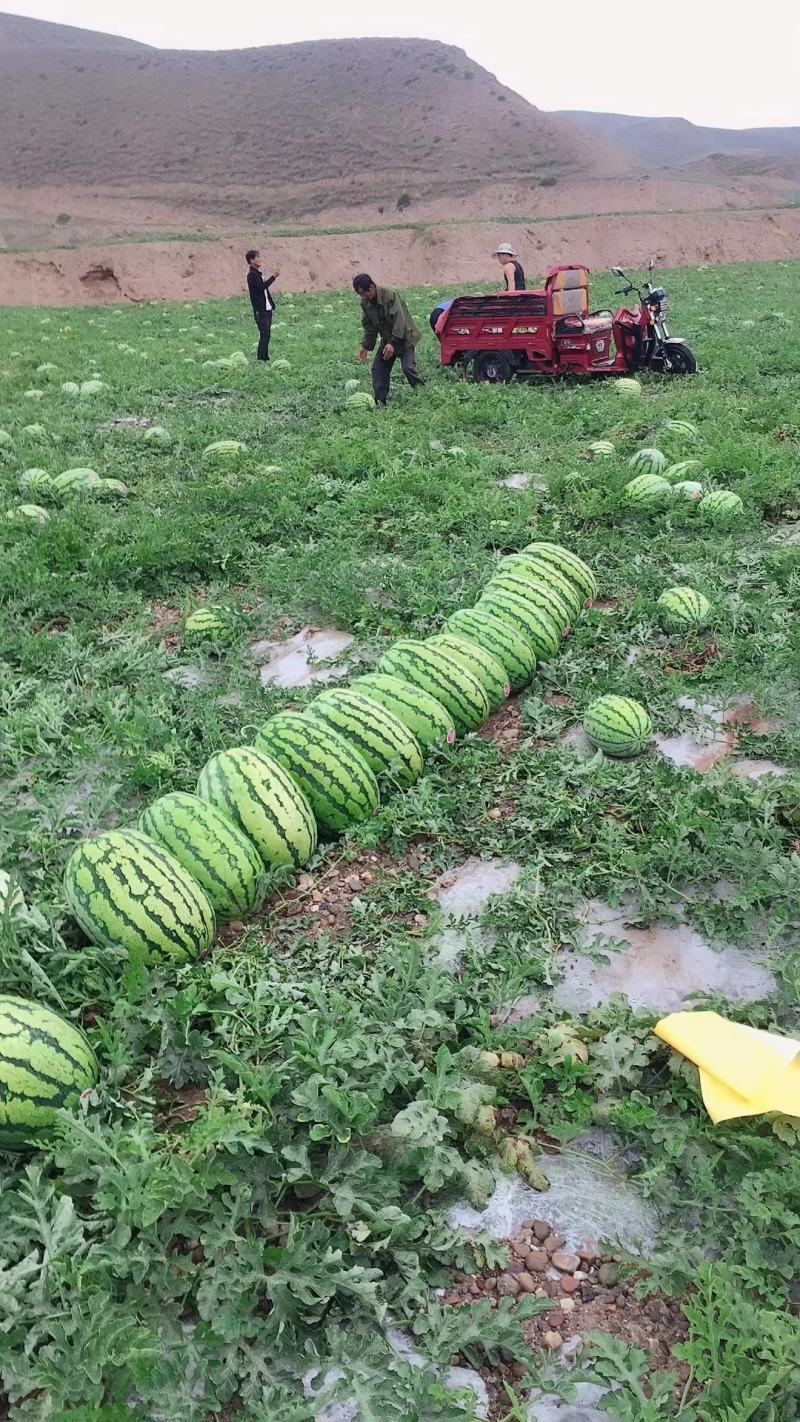 甜王西瓜