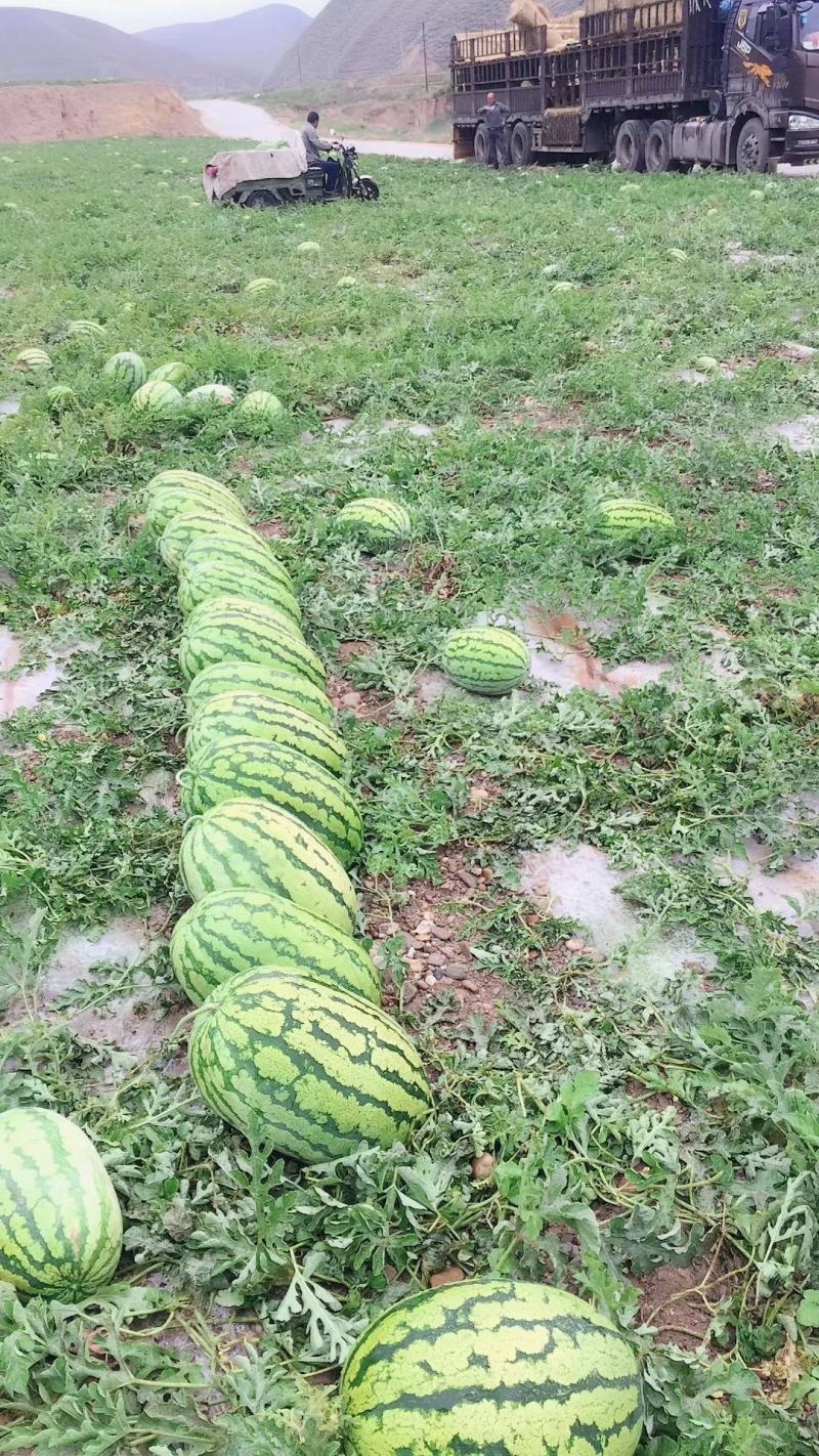 甜王西瓜