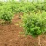 爬藤树型金银花苗药用金银花树苗四季开花常青盆栽地栽红金银