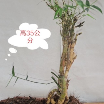 小叶簕竹怪桩