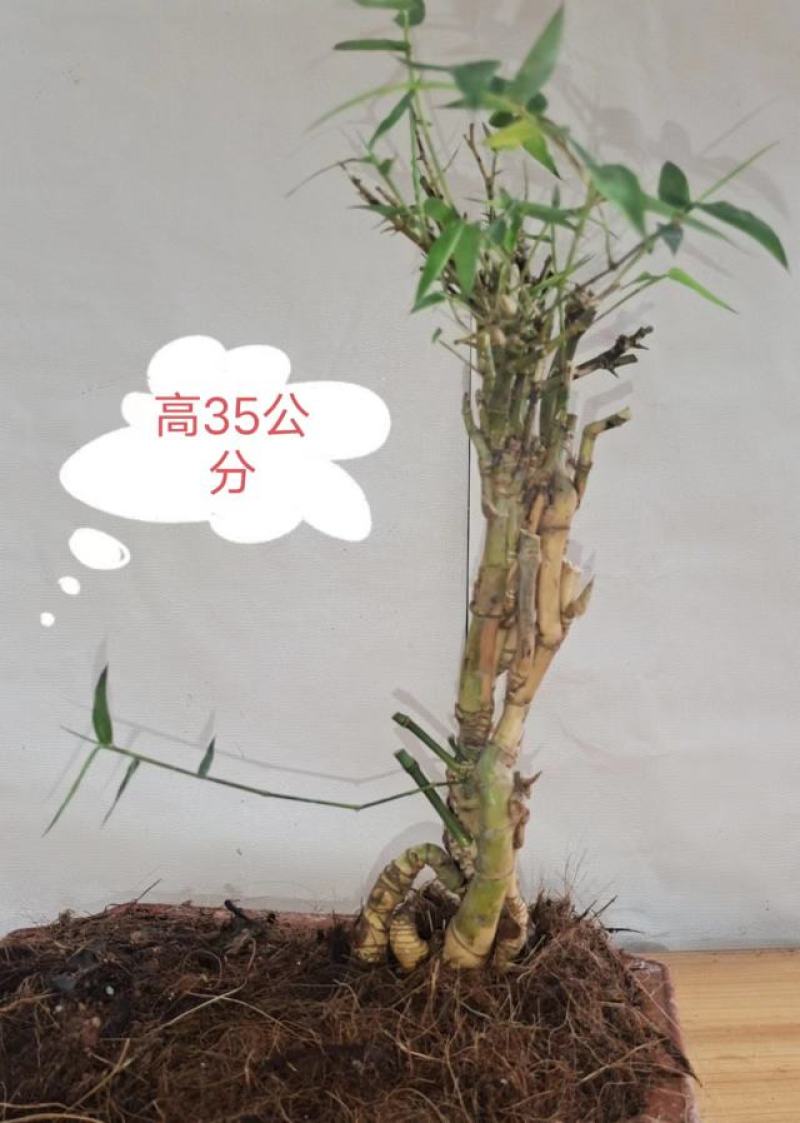 小叶簕竹怪桩