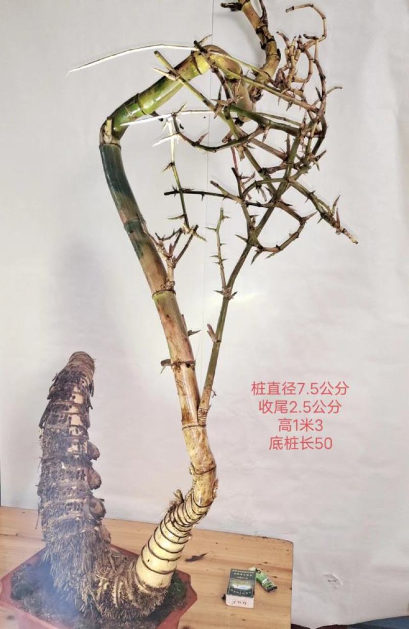 小叶簕竹怪桩