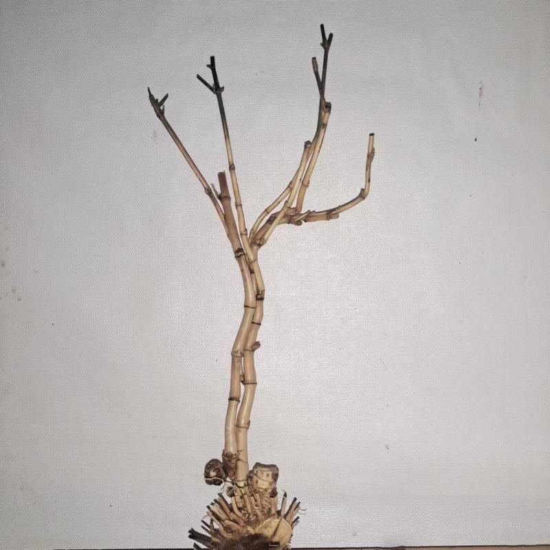 小叶簕竹怪桩