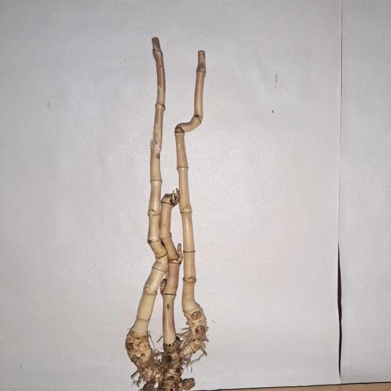 小叶簕竹怪桩