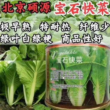 北京硕源高端快菜种子宝石快菜小白菜超黄金快菜耐热夏季蔬菜