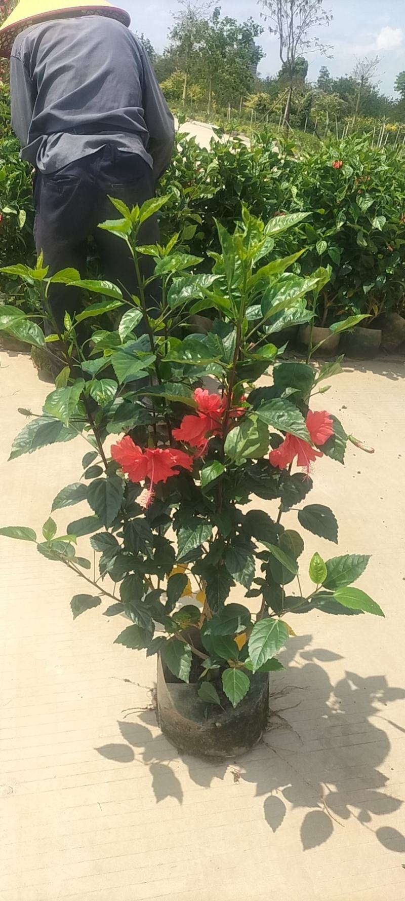 扶桑花，大红花，自然形，球形也有，可视频看货，全国直供