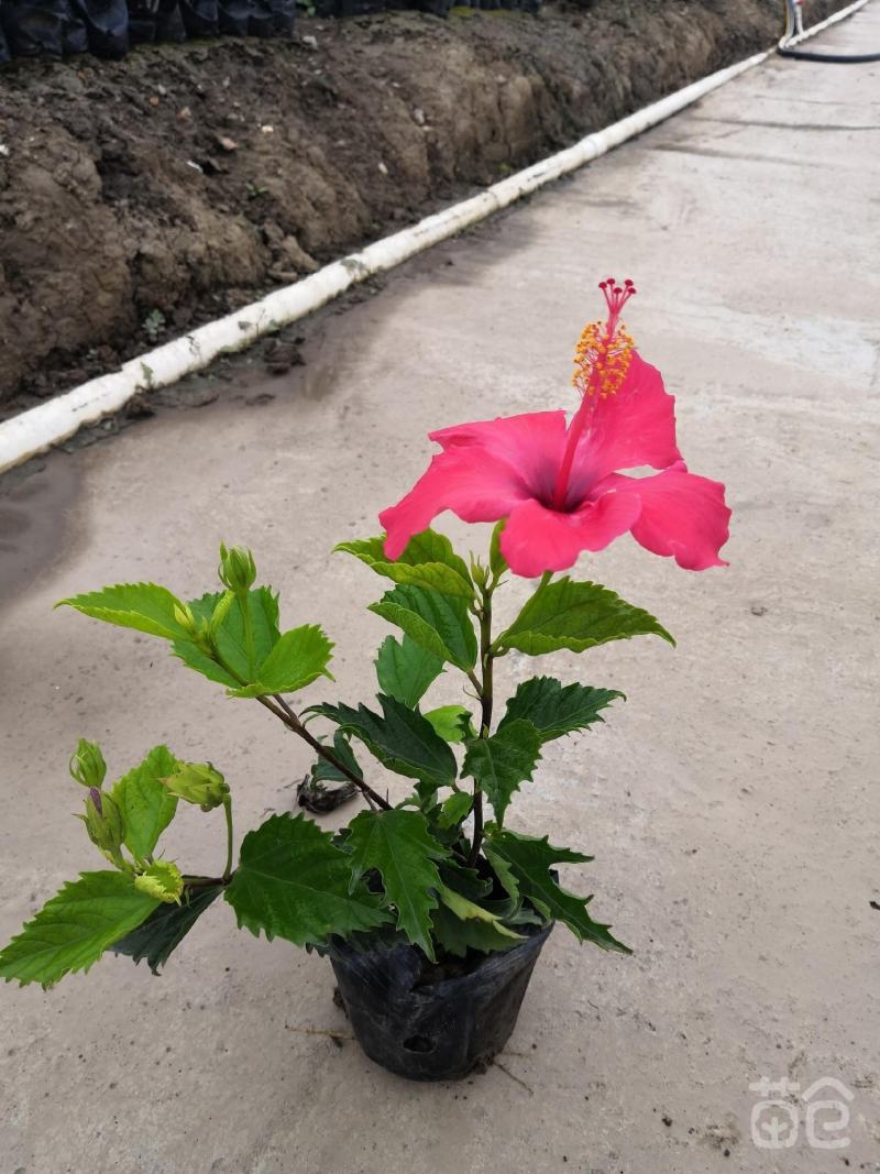 扶桑花，大红花，自然形，球形也有，可视频看货，全国直供