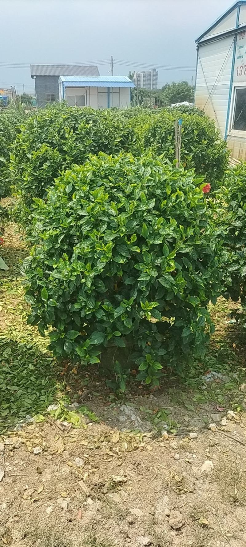 扶桑花，大红花，自然形，球形也有，可视频看货，全国直供