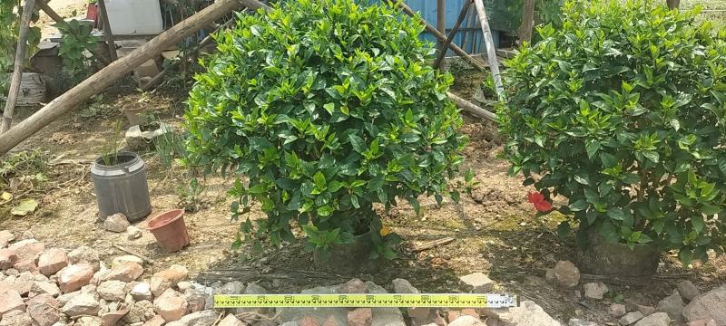 扶桑花，大红花，自然形，球形也有，可视频看货，全国直供