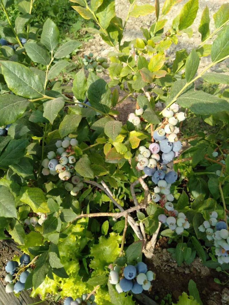 绥中蓝莓花香L25大量供货