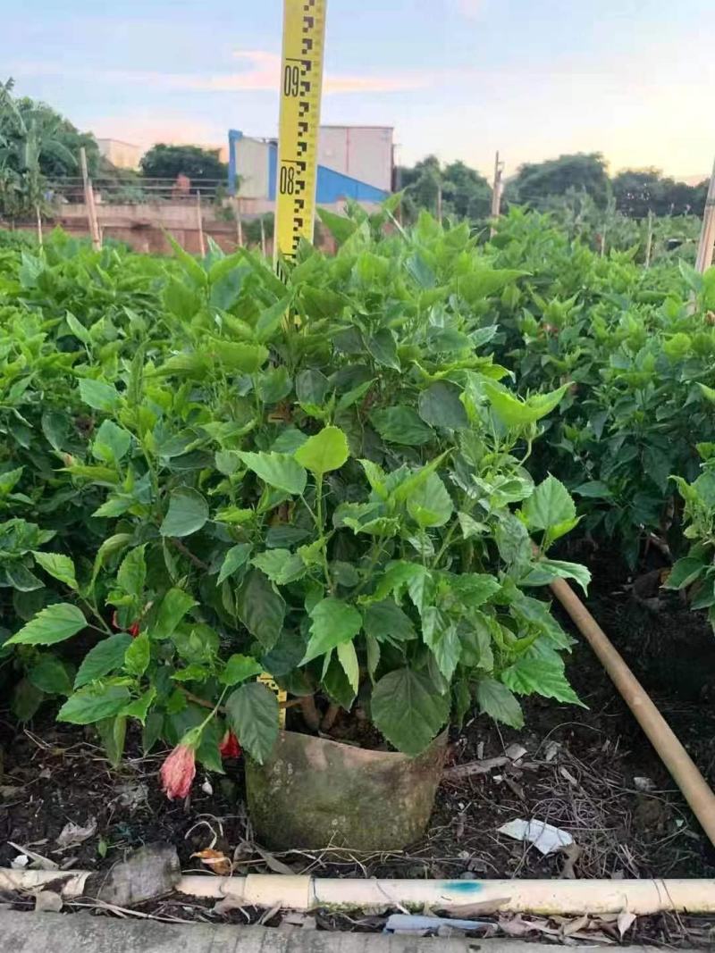 扶桑花，大红花，自然形，球形也有，可视频看货，全国直供