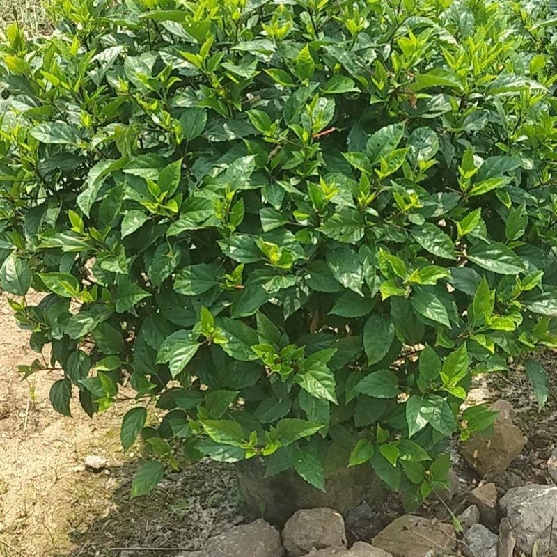 扶桑花，大红花，自然形，球形也有，可视频看货，全国直供
