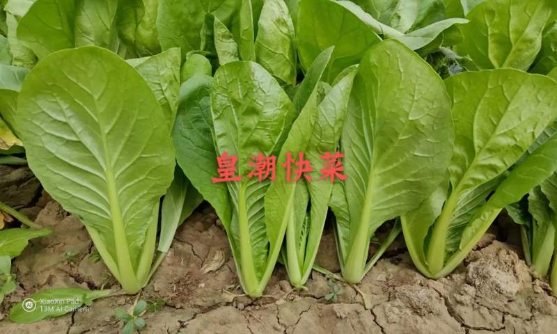 北京硕源皇潮快菜种子黄金快菜更耐高温雨水快菜小白菜种子