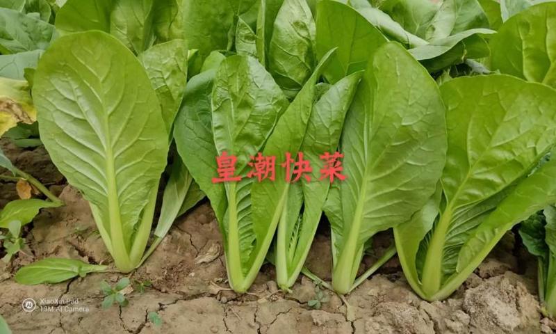 北京硕源皇潮快菜种子黄金快菜更耐高温雨水快菜小白菜种子