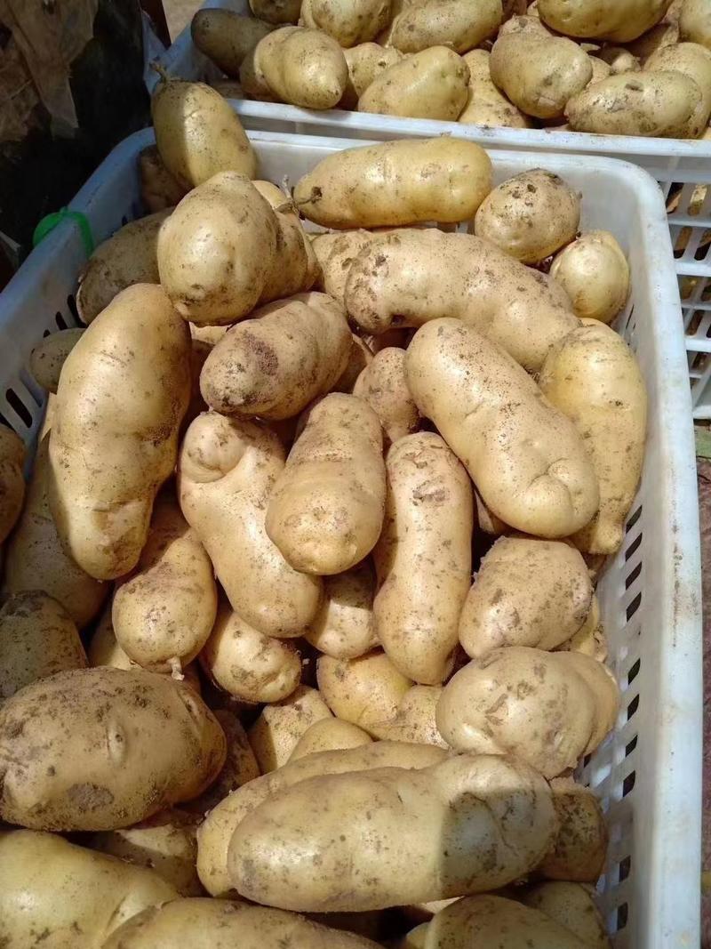 山东土豆批发荷兰十五土豆大量上市品质好货源充足全国发