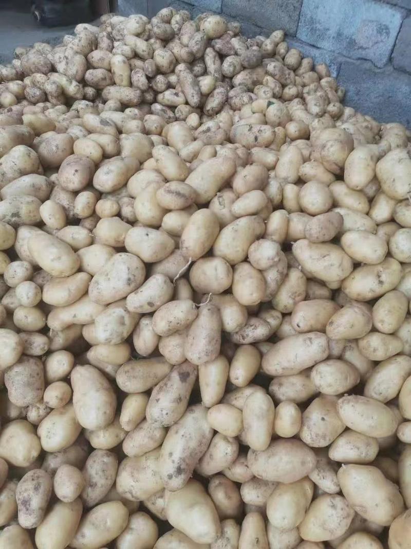 山东土豆批发荷兰十五土豆大量上市品质好货源充足全国发