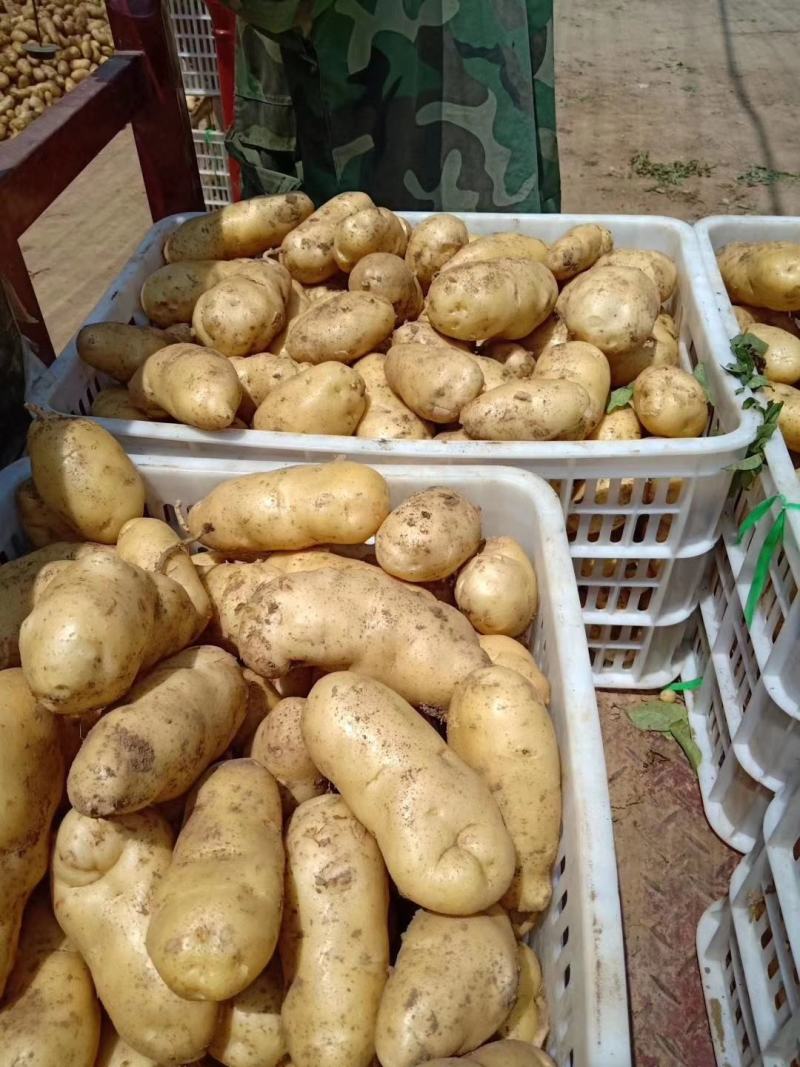 荷兰土豆陆地荷兰十五土豆大量上市货源充足全国发货