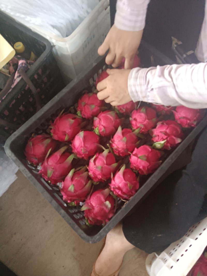 海南红心火龙果，大量优惠上市，基地新鲜采摘发货