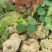 千金藤素地不容千金藤根野生植物石琴薯整个生品湿品
