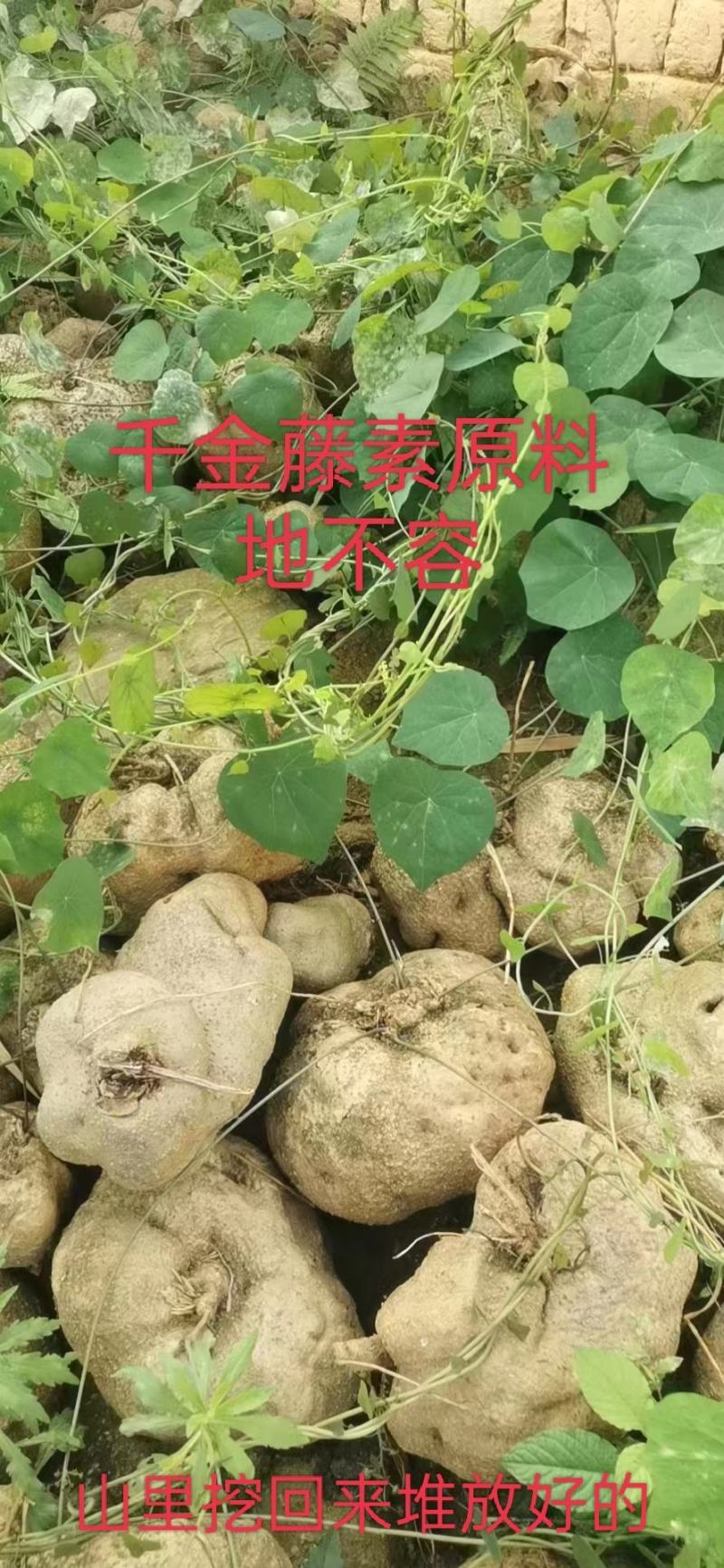 千金藤素地不容千金藤根野生植物石琴薯整个生品湿品