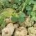 千金藤素地不容千金藤根野生植物石琴薯整个生品湿品