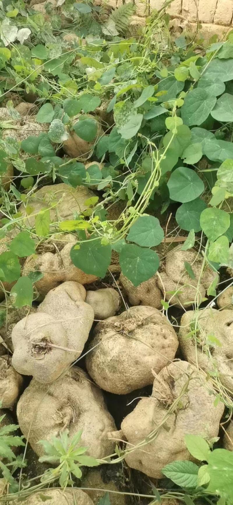 千金藤素地不容千金藤根野生植物石琴薯整个生品湿品