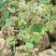 千金藤素地不容千金藤根野生植物石琴薯整个生品湿品
