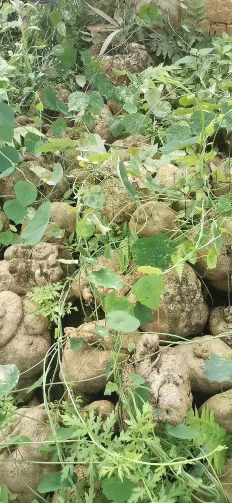 千金藤素地不容千金藤根野生植物石琴薯整个生品湿品