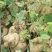 千金藤素地不容千金藤根野生植物石琴薯整个生品湿品