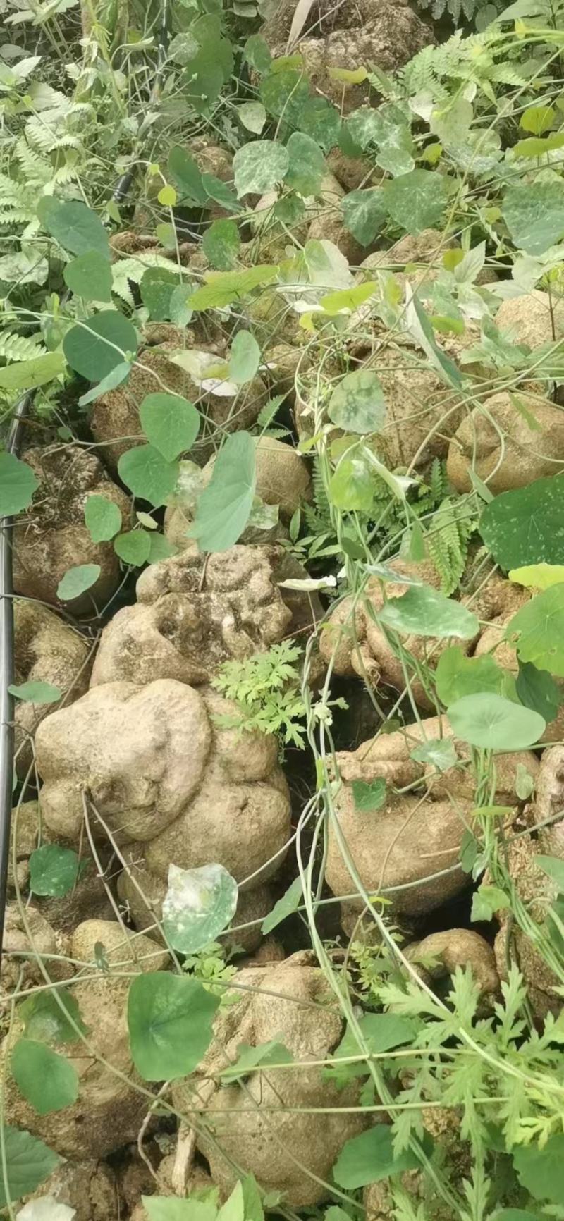 千金藤素地不容千金藤根野生植物石琴薯整个生品湿品