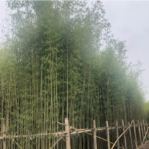 绿化苗木，刚竹，规格2到8米。货漂亮。