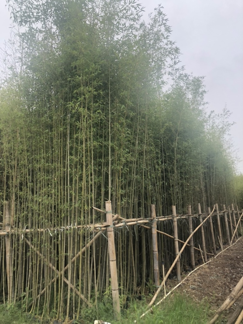 绿化苗木，刚竹，规格2到8米。货漂亮。