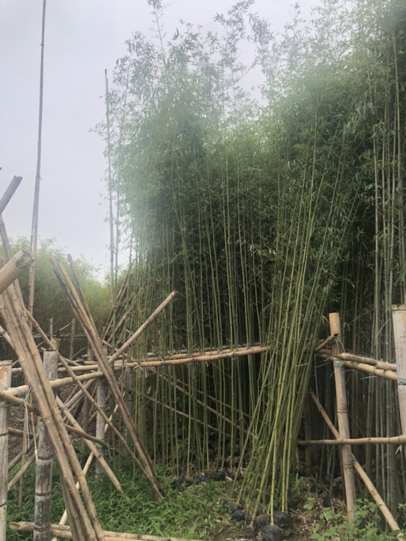 绿化苗木，刚竹，规格2到8米。货漂亮。