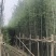 绿化苗木，刚竹，规格2到8米。货漂亮。