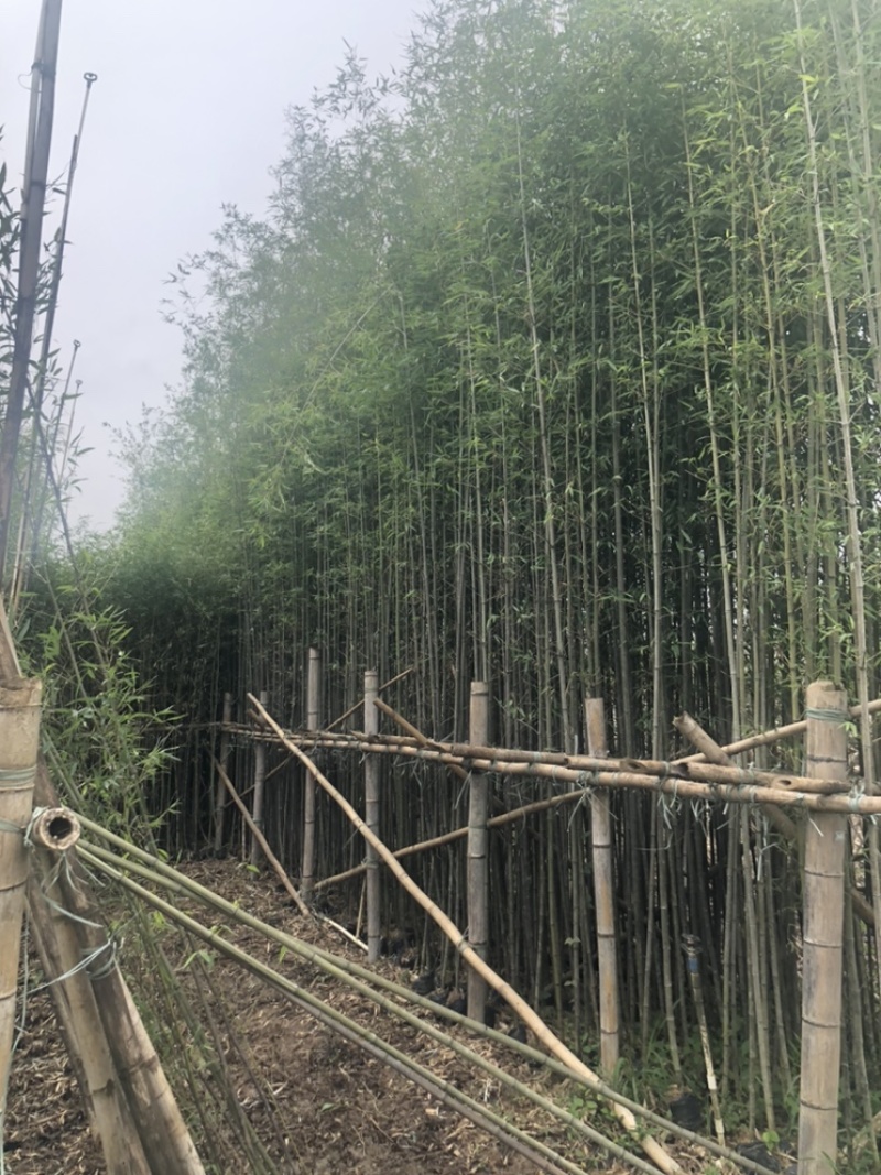 绿化苗木，刚竹，规格2到8米。货漂亮。